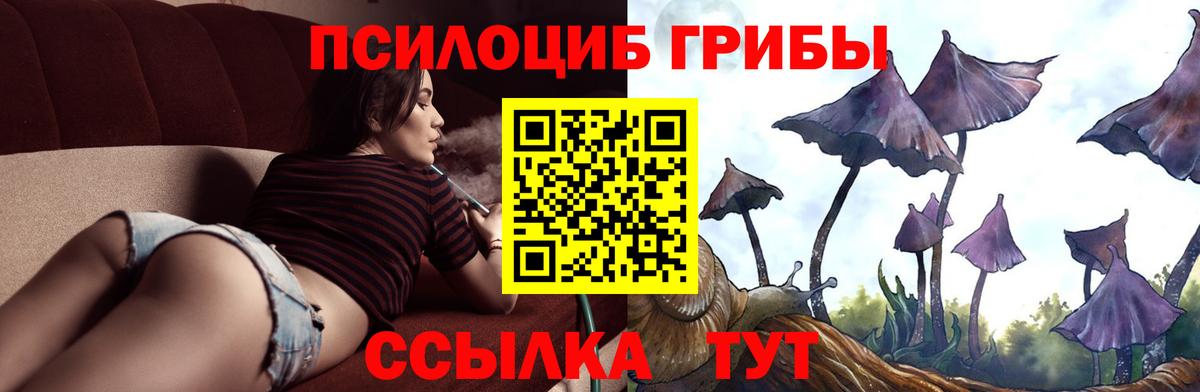 Псилоцибиновые грибы Psilocybine cubensis Краснокаменск